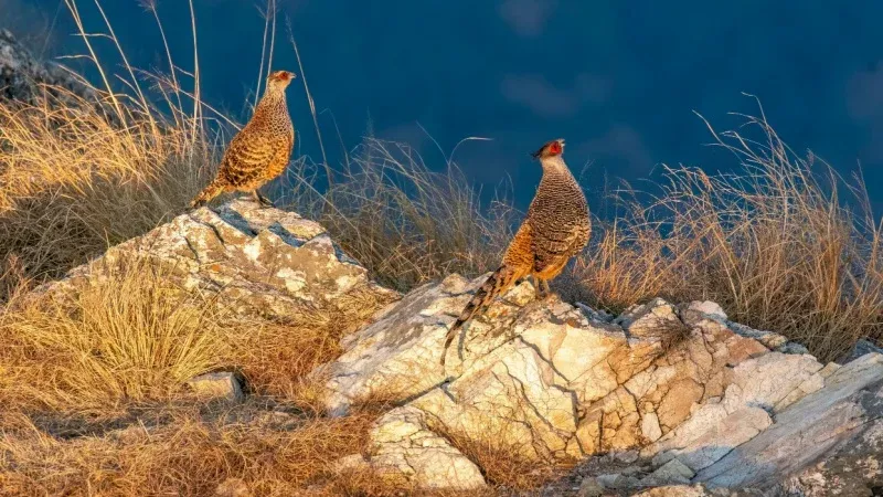 Naina Devi Bird Reserve