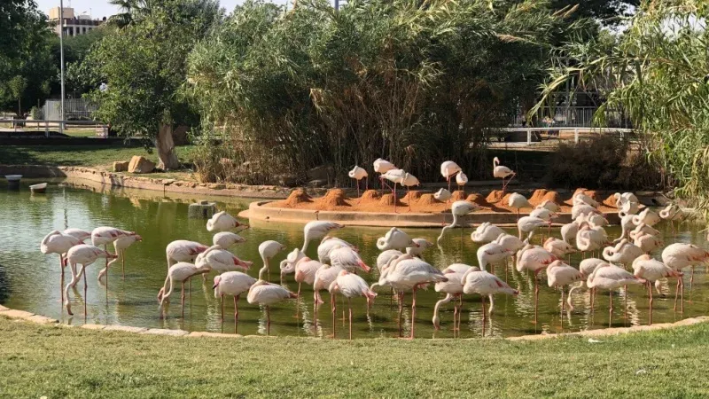 Riyadh Zoo