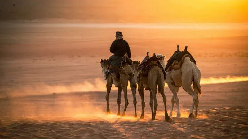 Camel Riding