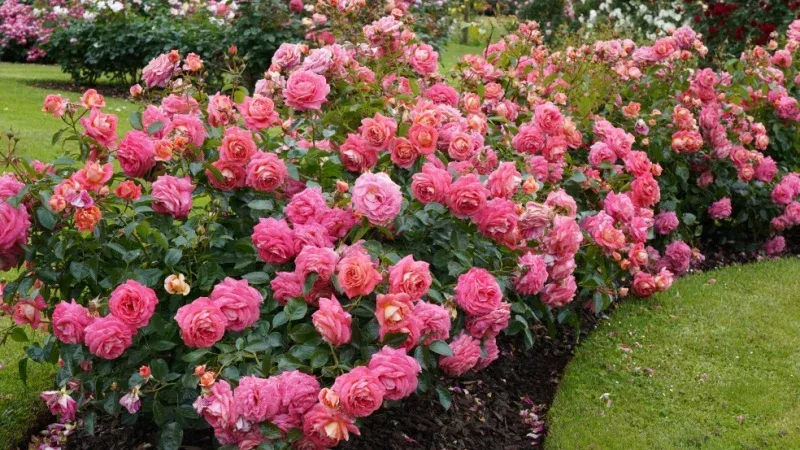 Rose Garden