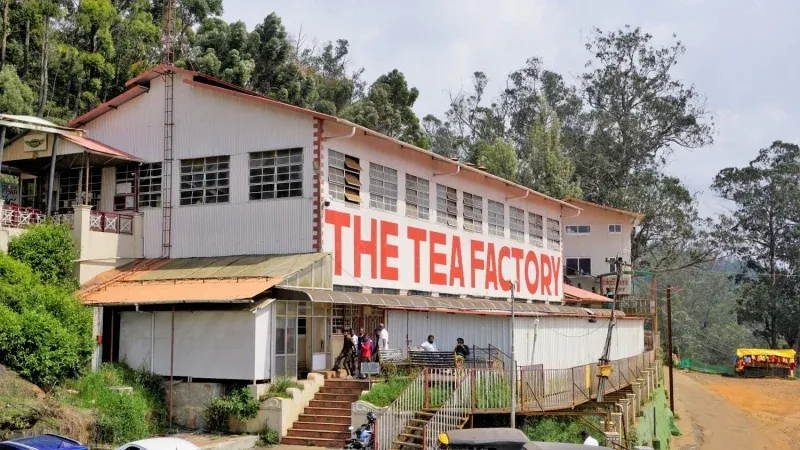 The Tea Factory and Tea Museum