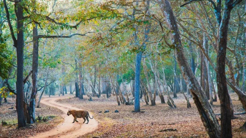 Nagarhole National Park