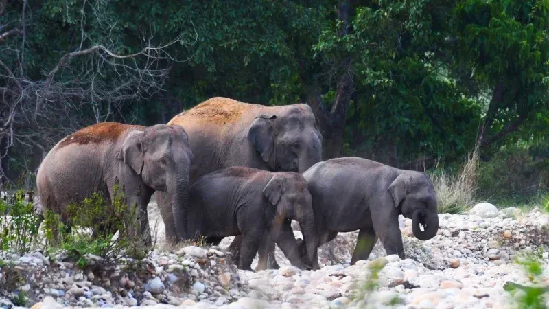 Rajaji National Park