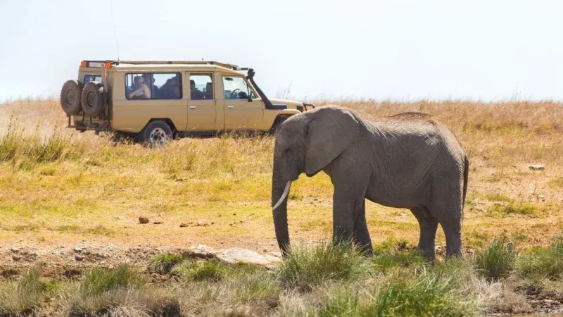 Why Choose Tanzania Safari?