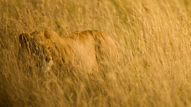 What Makes Tanzania Safari Special?