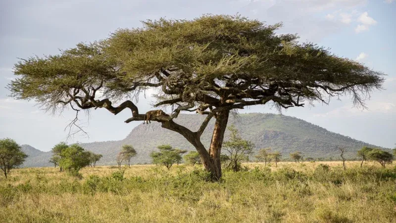 How a Tanzania Safari Personally Changes You?