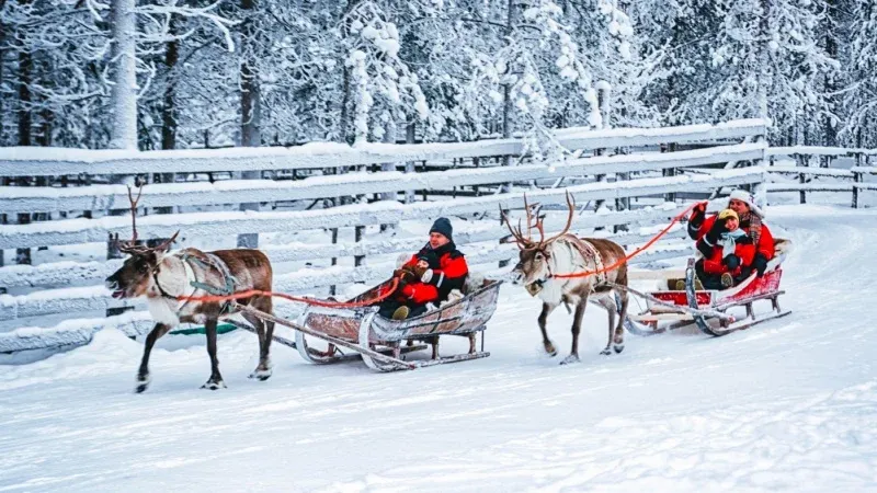 Take Reindeer Sleigh Rides and Husky Safaris