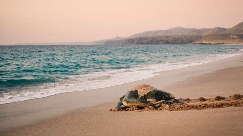Watch Turtles at Ras Al Jinz Turtle Reserve