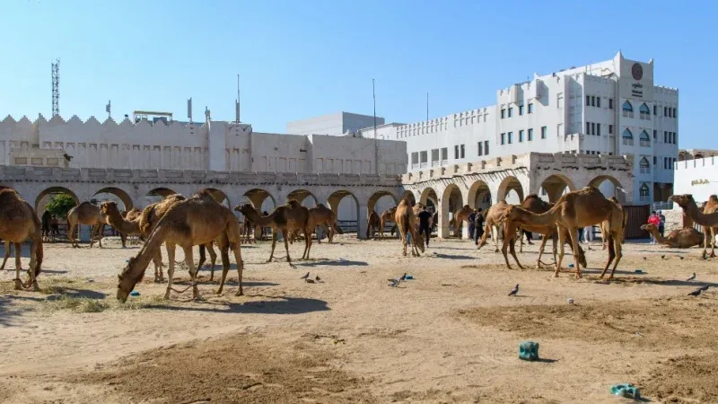 Check Out Some Camels and Horses