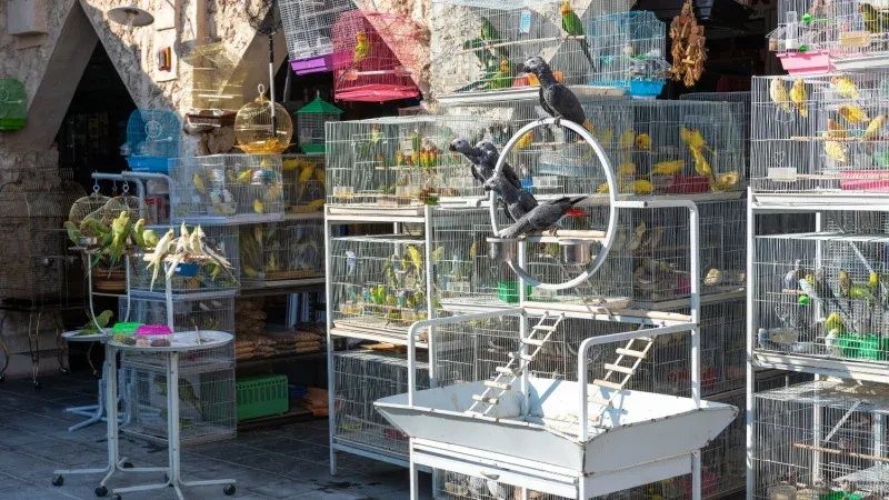 Pigeon and Bird Souq