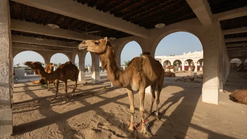 Camel and Horse Stables