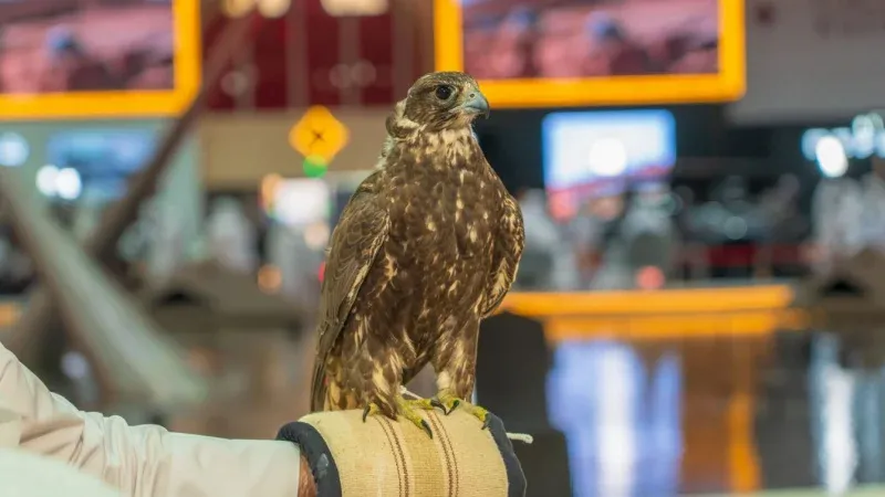 Hamad International Airport Doha, Qatar: Entrance Point to the Middle Eastern Gem