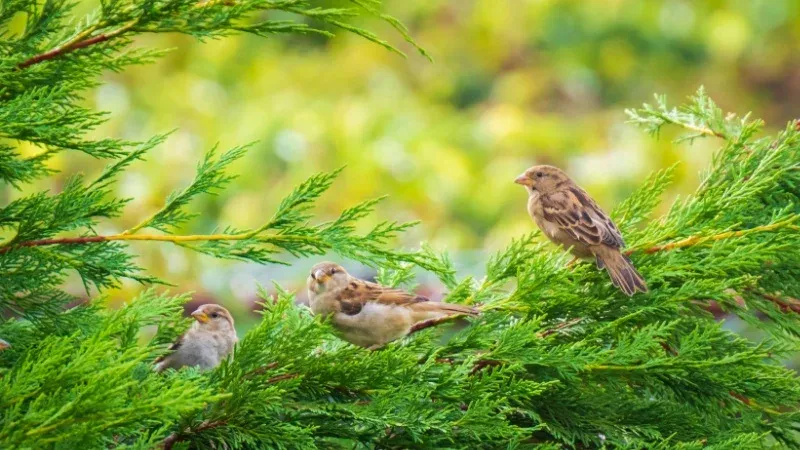 Mangalavanam Bird Sanctuary