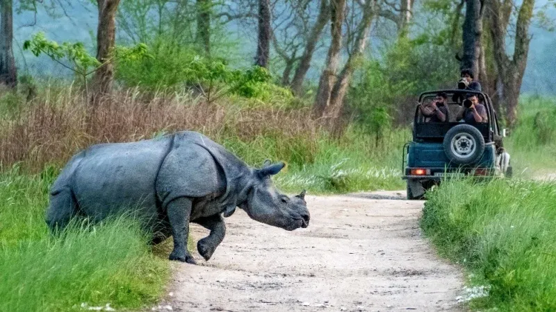 Kaziranga National Park