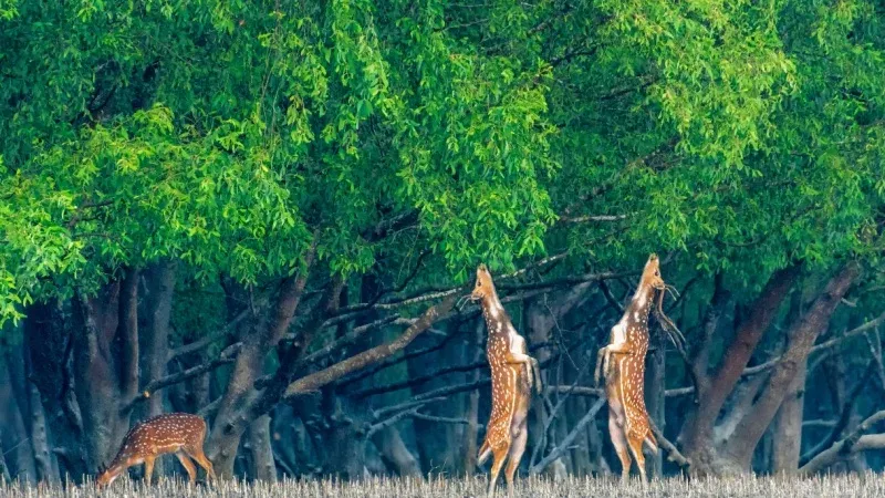 Sundarbans