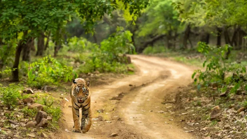 Ranthambore National Park