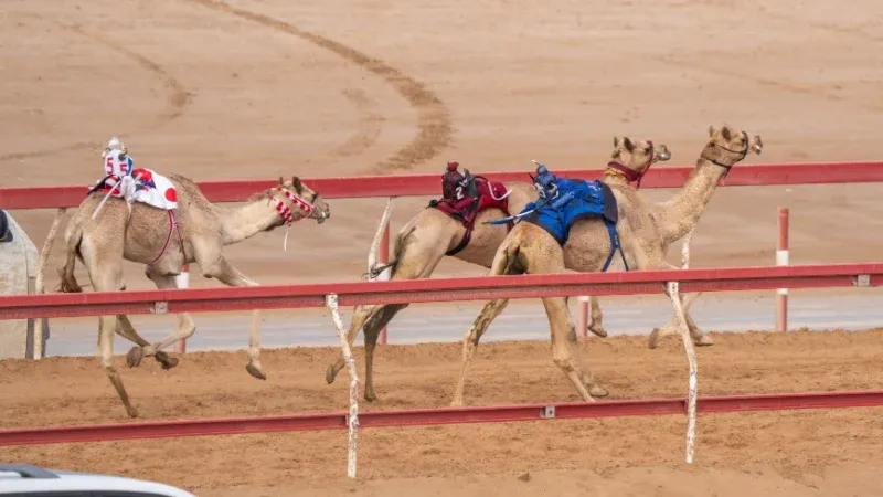 Camel Racing at Al Sawan Camel Racetrack