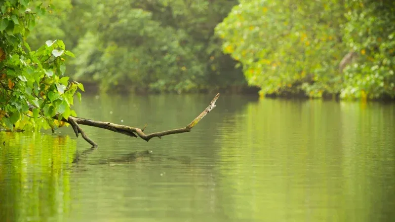 Mangrove Forest
