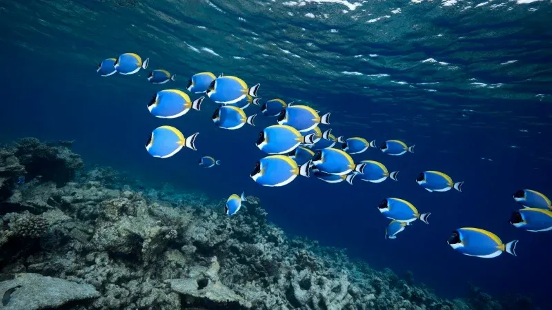Nemo Reef Snorkelling