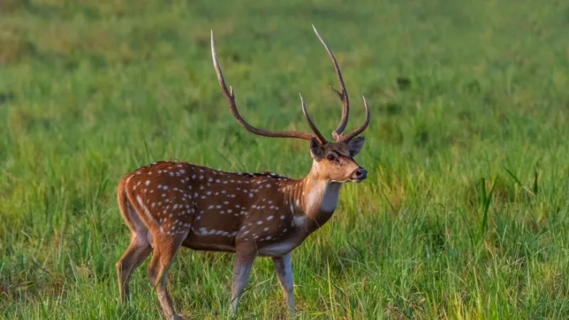 Reserve Forest Sanctuary