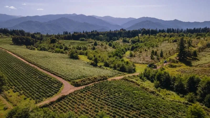 Tea Route in Guria