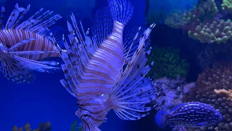 مراسي أكواريوم وحديقة الحيوانات تحت الماء