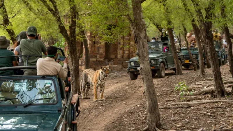 Ranthambore National Park