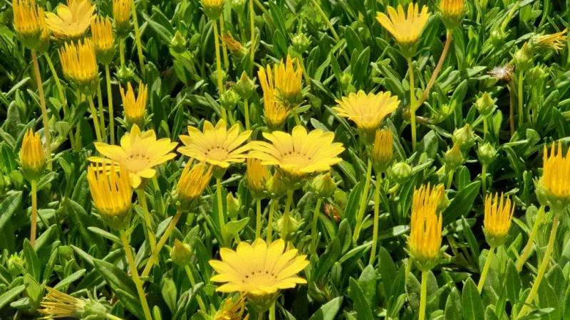 حديقة بيان النباتية