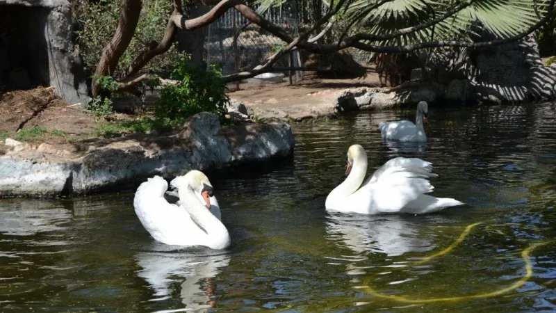 حديقة حيوان الكويت