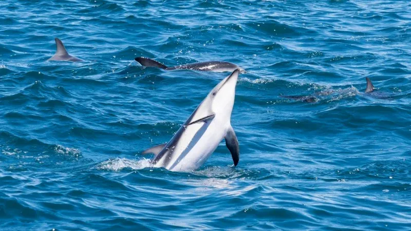 Leisure Day in the Maldives