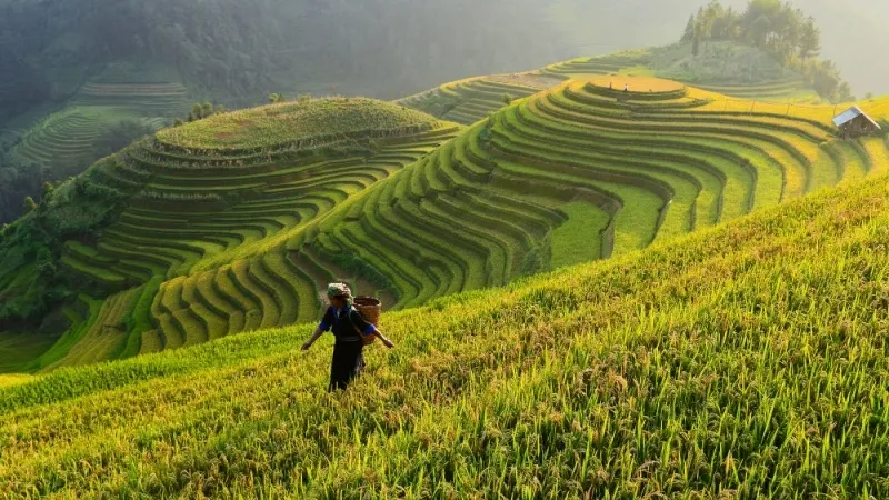 مصاطب أرز باناوي