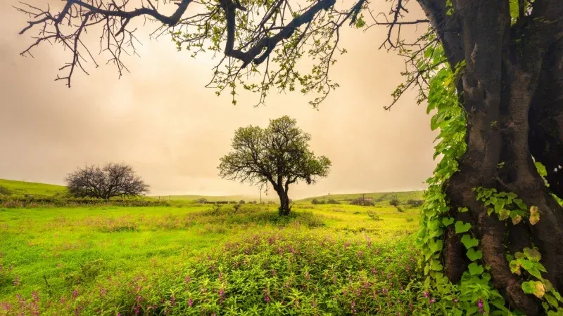 Salalah Khareef Season 2025 Date