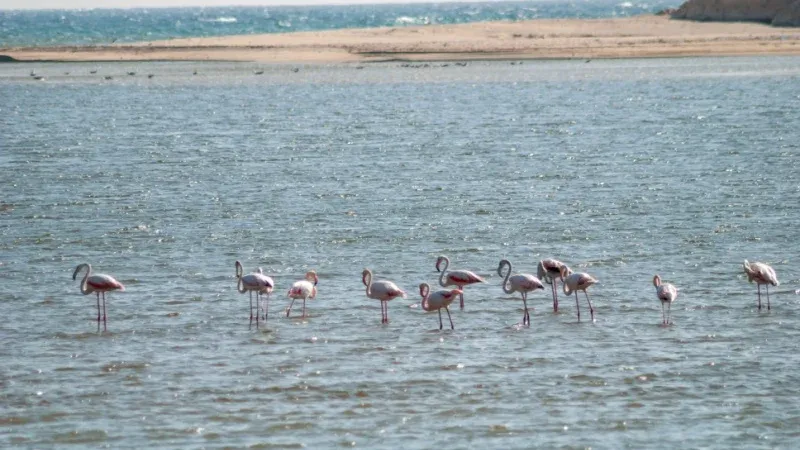 Enjoy birdwatching in Khor Rori Lagoon