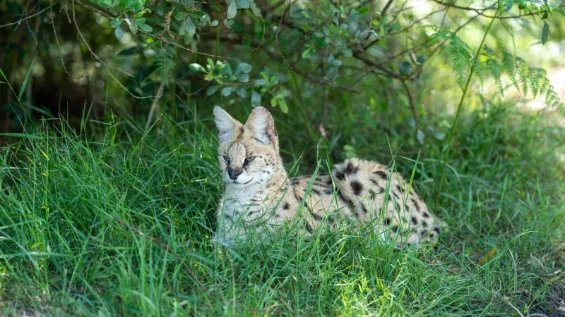 Alturas Wildlife Sanctuary