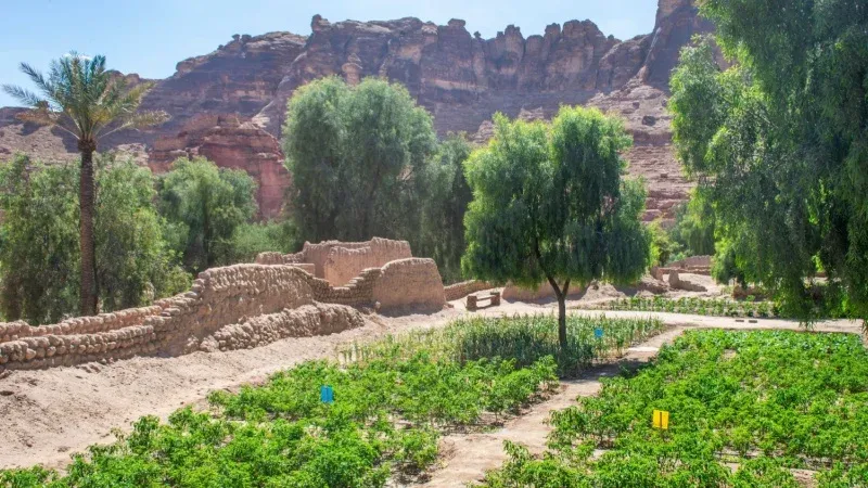 AlUla Heritage Oasis Trail
