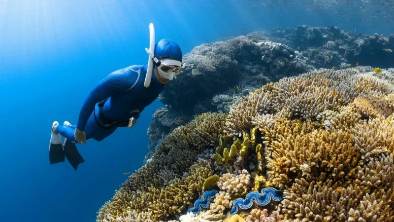 جزيرة كورال