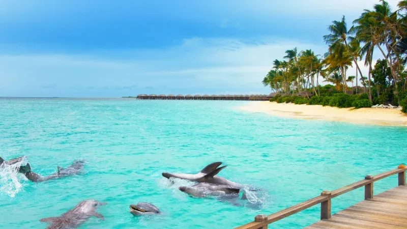 منتجع شاطئ الدولفين
