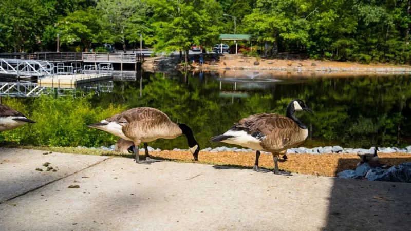 Wild Adventures Theme Park