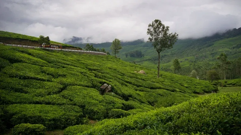 Munnar, Kerala