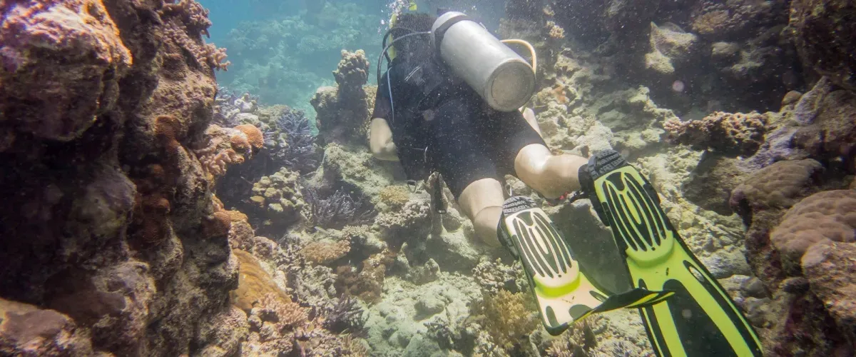 Scuba Diving in Jeddah: Best Sites, Tips & What to Expect