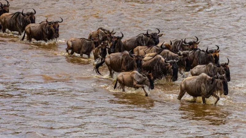 Witness the Great Migration in the Serengeti