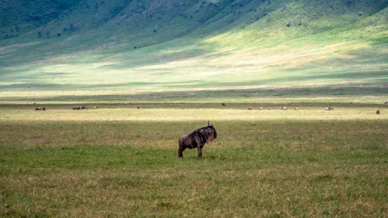 Explore the Ngorongoro Crater