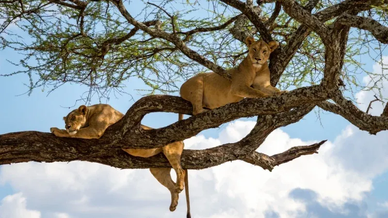 Find Tree-Climbing Lions in Lake Manyara National Park