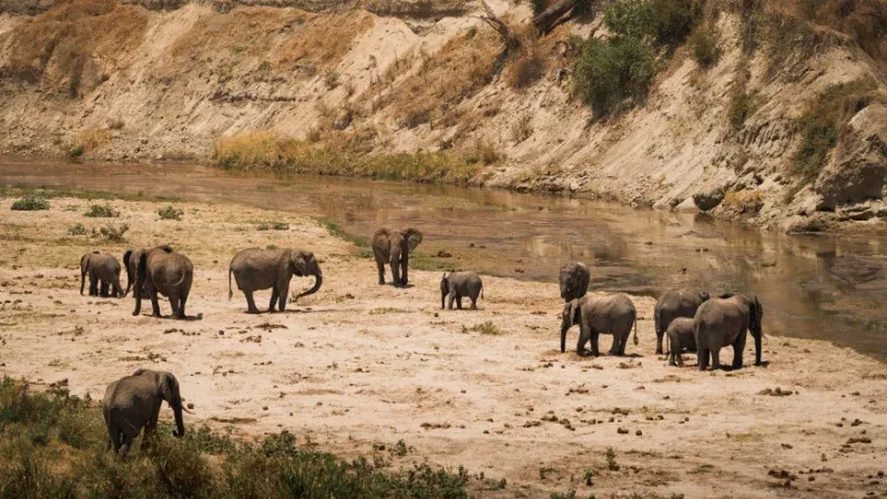 See the Elephants of Tarangire National Park