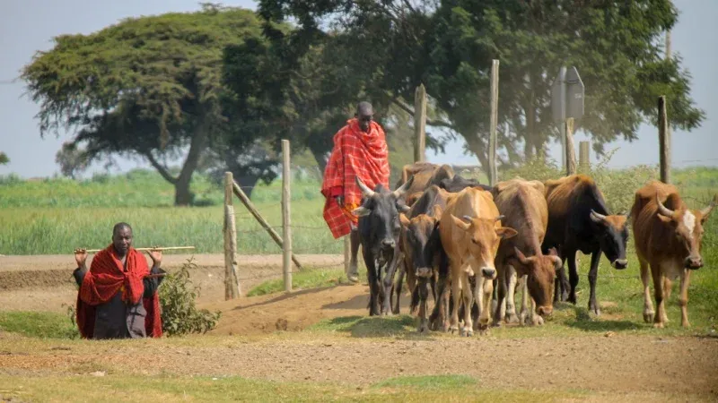 Meet the Maasai People