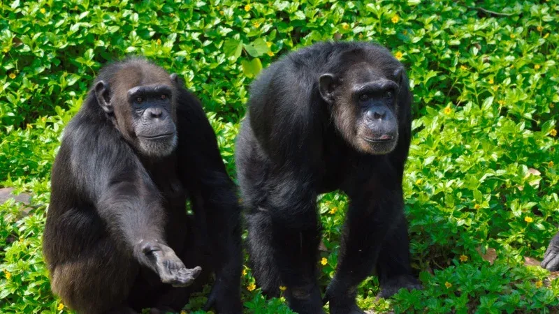 See Chimpanzees in Gombe Stream National Park