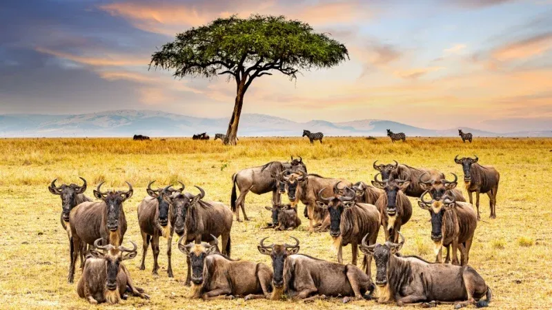 Maasai Mara National Reserve