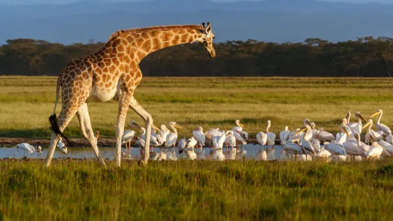 Lake Nakuru National Park