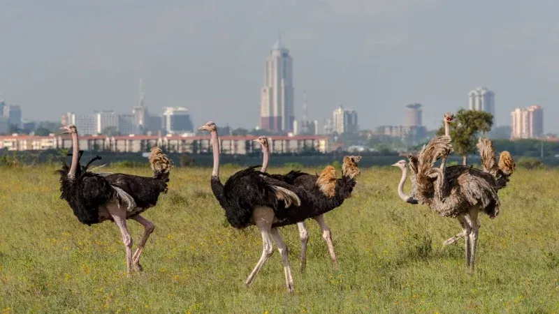 Nairobi National Park