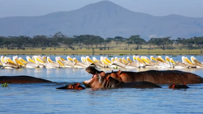Lake Naivasha National Park